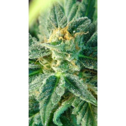 Afrodite Kannabia Seeds