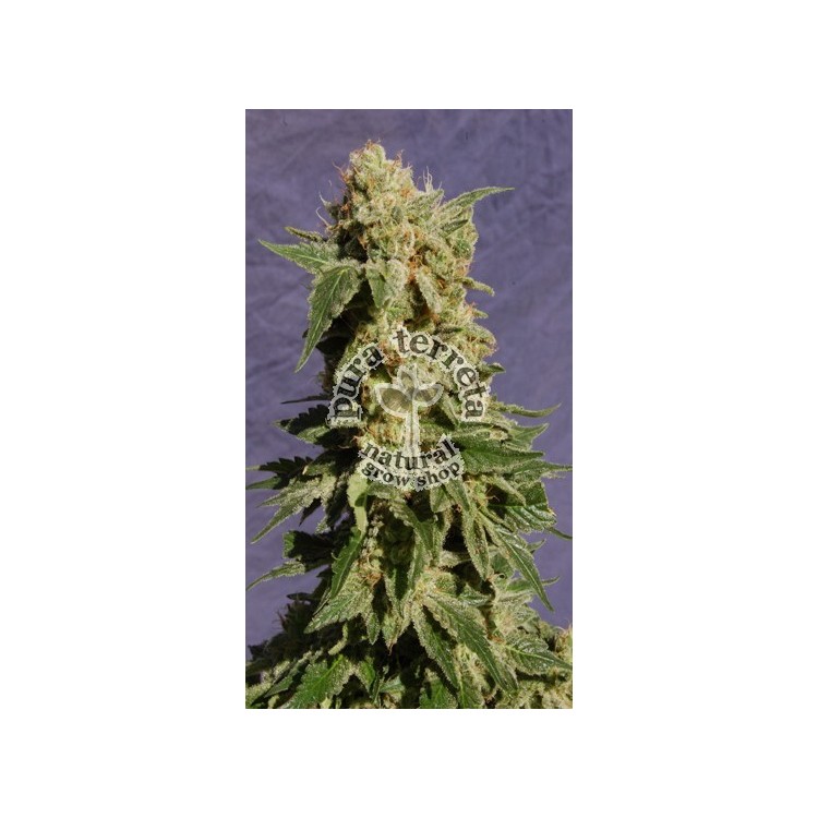 BCN Diesel Kannabia Seeds  