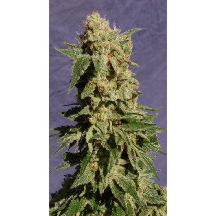 BCN Diesel Kannabia Seeds  