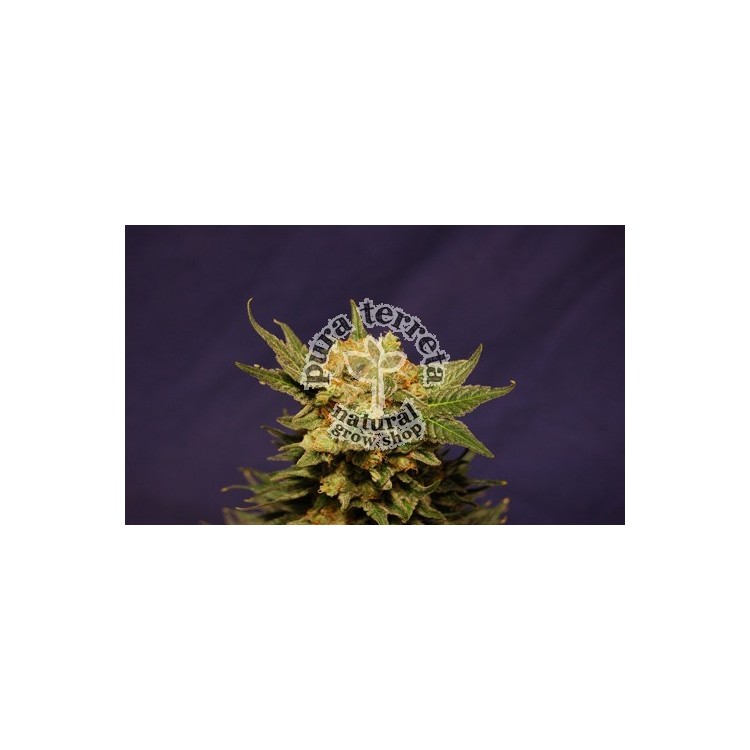 Big Band Kannabia Seeds  