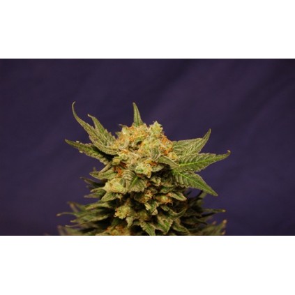 Big Band Kannabia Seeds  