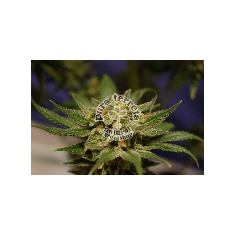 Citrus Kannabia Seeds  