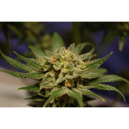 Citrus Kannabia Seeds  