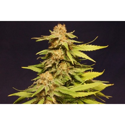 Kannabia Special Kannabia Seeds  