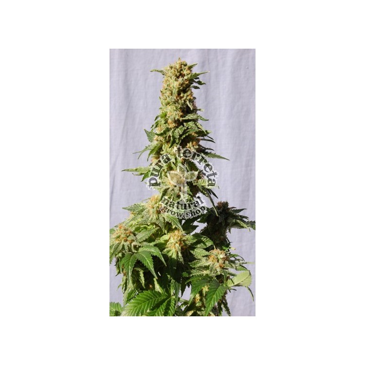 La Blanca Kannabia Seeds  