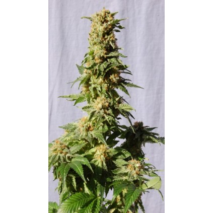 La Blanca Kannabia Seeds  