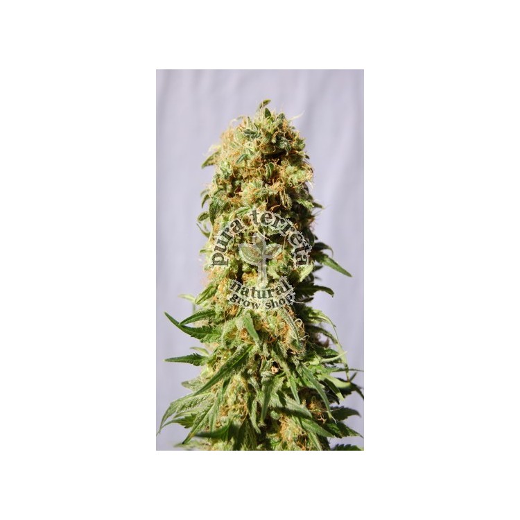 La Reina de Africa  Kannabia Seeds  
