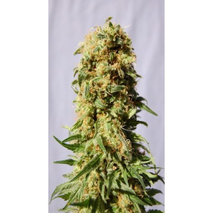 La Reina de Africa  Kannabia Seeds  