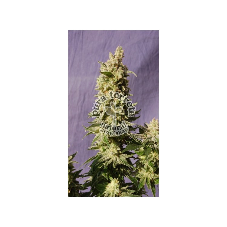 Mataró Blue  Kannabia Seeds  