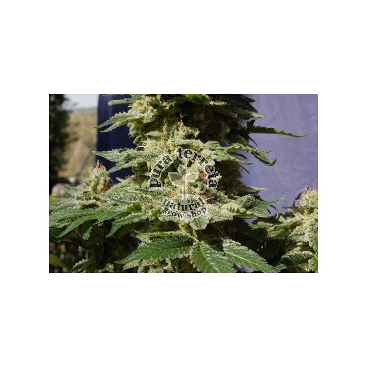 Original Berry Kannabia Seeds  