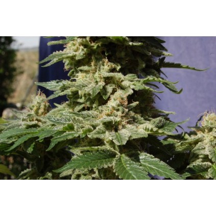 Original Berry Kannabia Seeds  