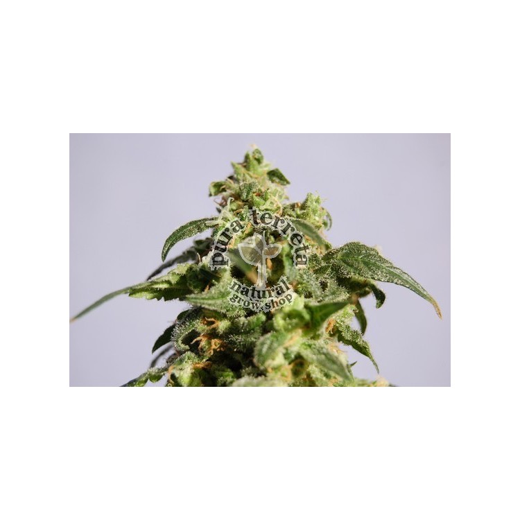Power Skunk Kannabia Seeds  