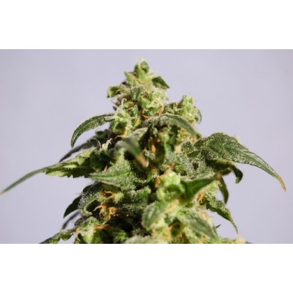 Power Skunk Kannabia Seeds  