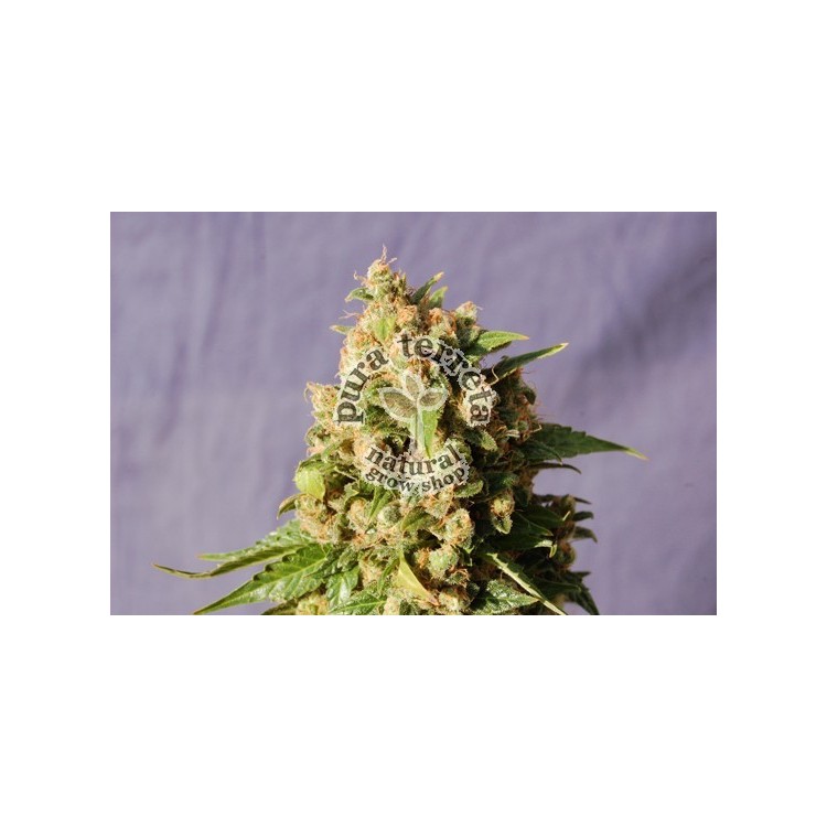 Queso Kannabia Seeds  