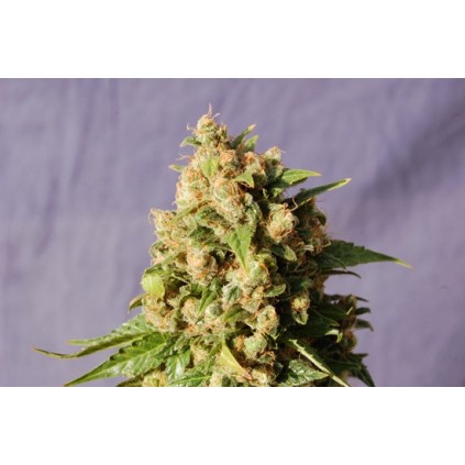 Queso Kannabia Seeds  