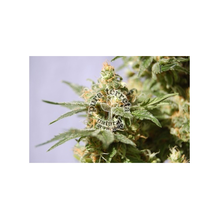 Smile Kannabia Seeds  
