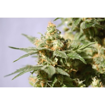 Smile Kannabia Seeds  
