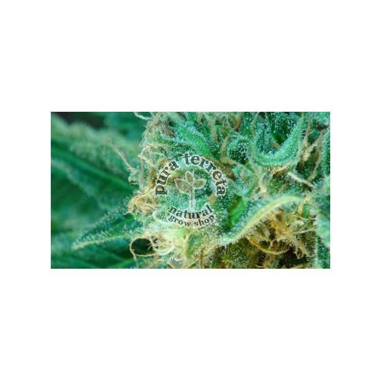 Thai Fantasy Kannabia Seeds  
