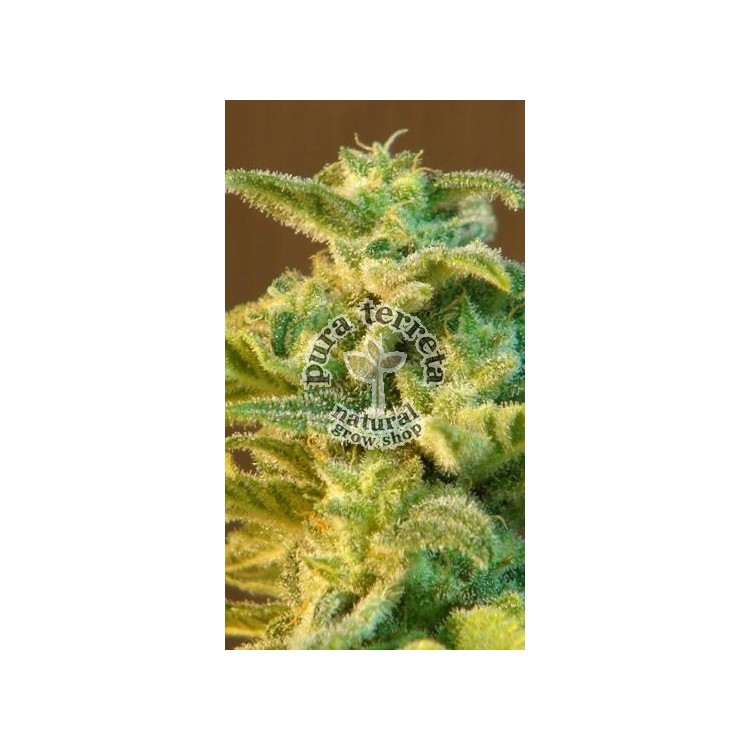 Afrodite Auto Kannabia Seeds