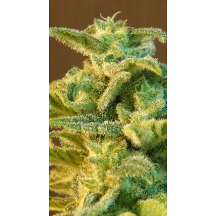 Afrodite Auto Kannabia Seeds