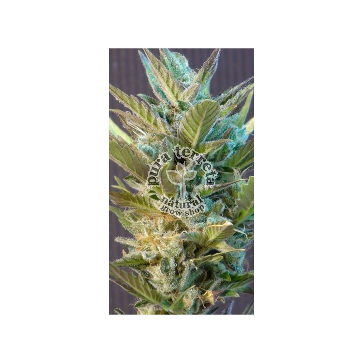 BCN Diesel Auto Kannabia Seeds 