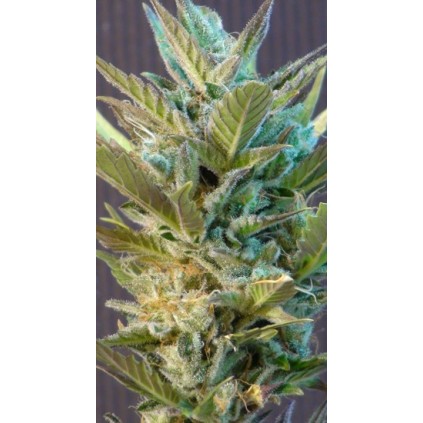 BCN Diesel Auto Kannabia Seeds 