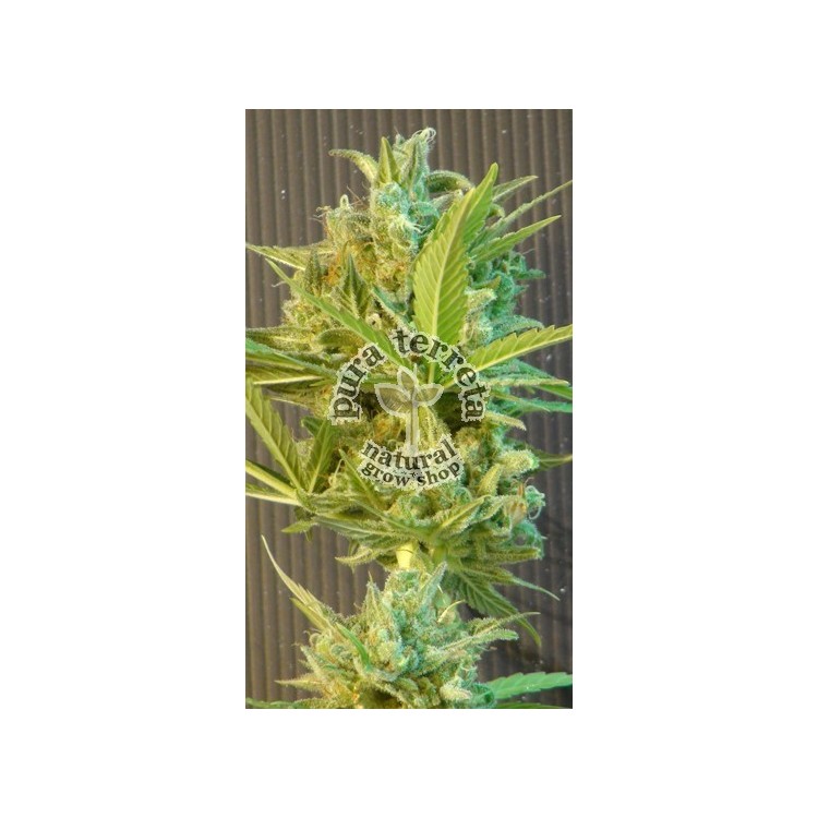 Big Band Auto Kannabia Seeds 