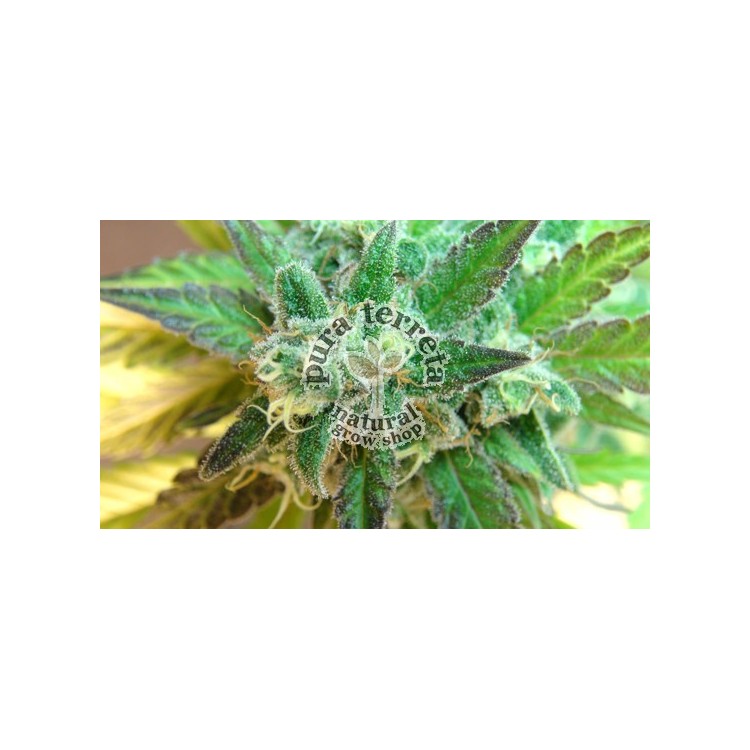 Flash Auto Kannabia Seeds 