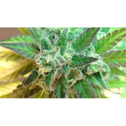 Flash Auto Kannabia Seeds 