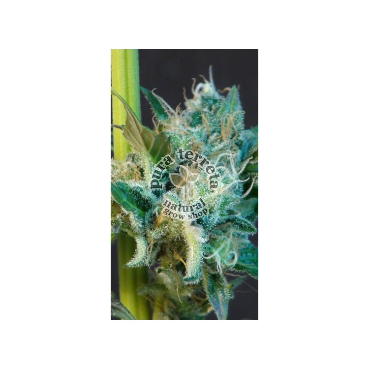 Gnomo Auto Kannabia Seeds 