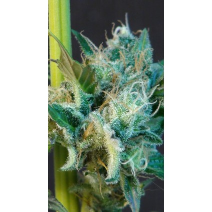Gnomo Auto Kannabia Seeds 