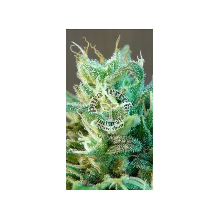 Kannbia Special Auto Kannabia Seeds 