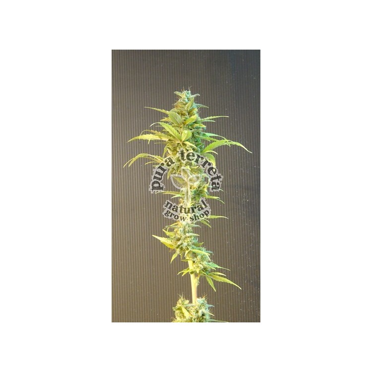 La Blanca Auto Kannabia Seeds 