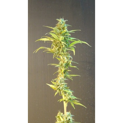 La Blanca Auto Kannabia Seeds 