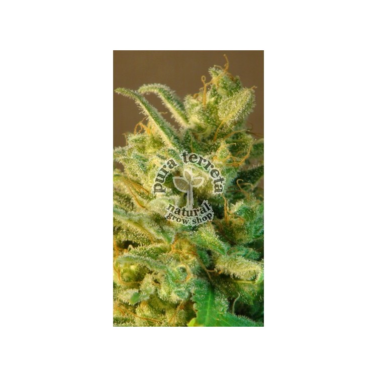 Mataró Blue Auto Kannabia Seeds 