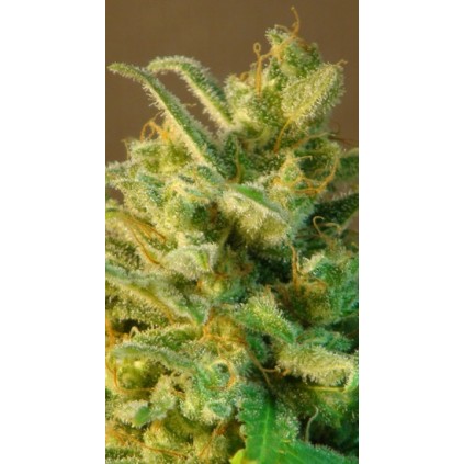 Mataró Blue Auto Kannabia Seeds 