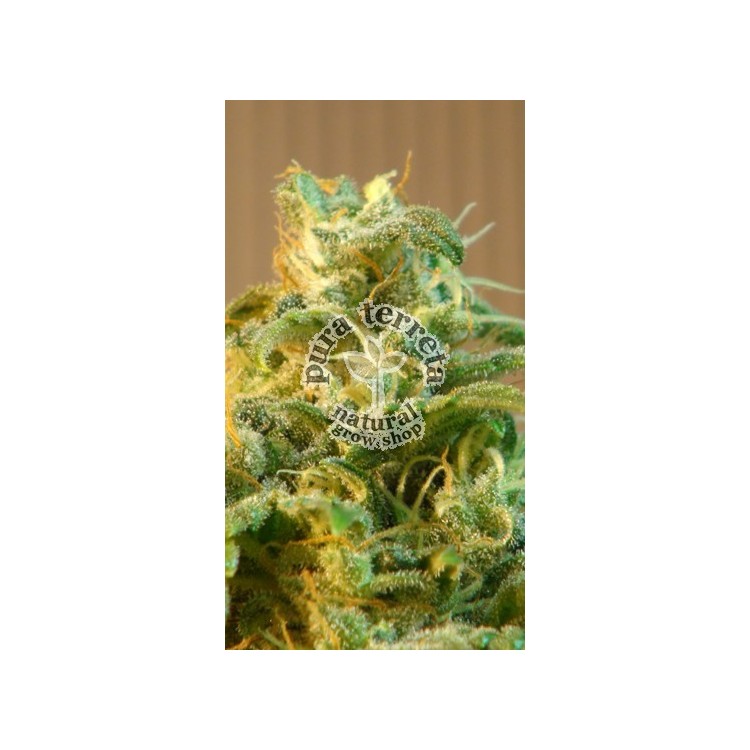 Power Skunk Auto Kannabia Seeds 