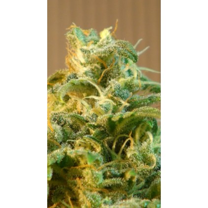 Power Skunk Auto Kannabia Seeds 