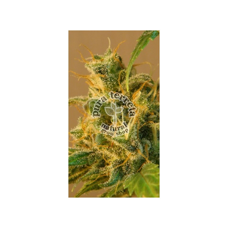 Smile Auto Kannabia Seeds 