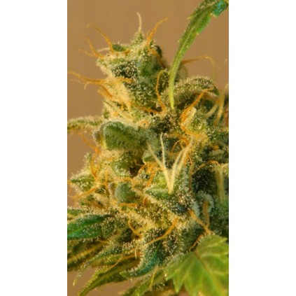 Smile Auto Kannabia Seeds 