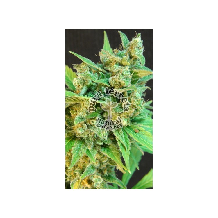 Thai Fantasy Auto Kannabia Seeds 