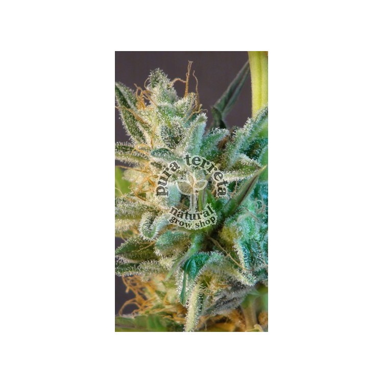 White Domina Auto Kannabia Seeds 