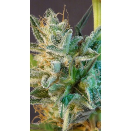 White Domina Auto Kannabia Seeds 