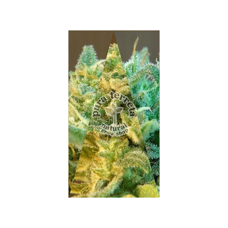 Indica Auto Mix  Kannabia Seeds 