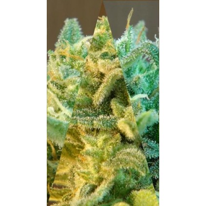 Indica Auto Mix  Kannabia Seeds 