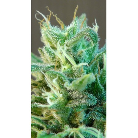Indica Auto Mix Kannabia Seeds 
