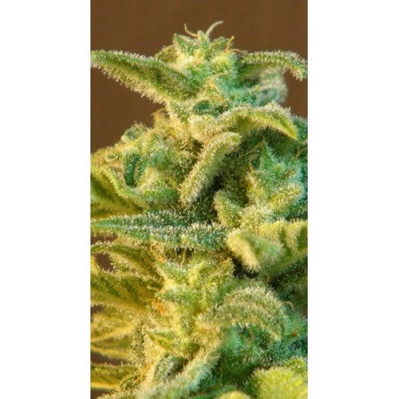 Indica Auto Mix Kannabia Seeds 