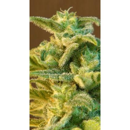 Indica Auto Mix Kannabia Seeds 