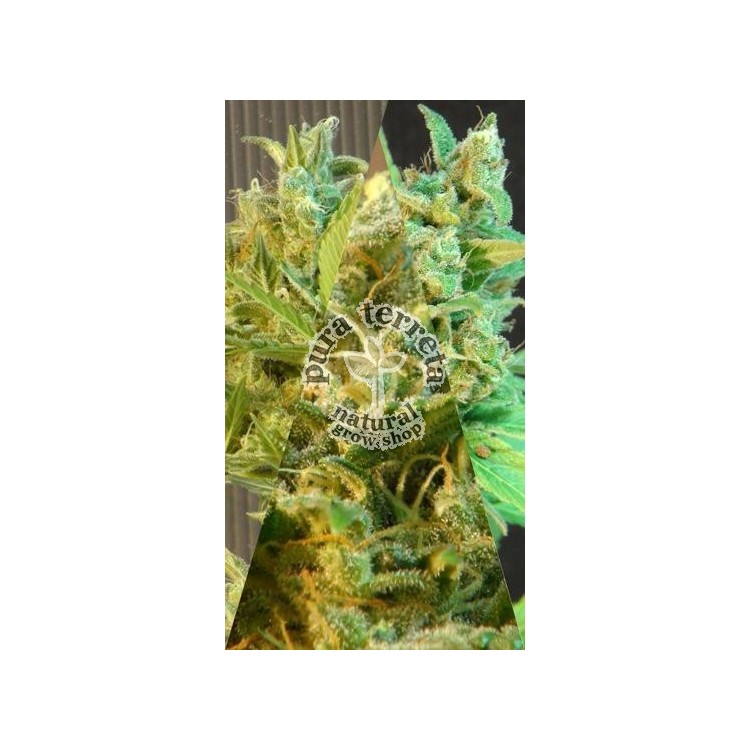 Sativa Auto Mix Kannabia Seeds 
