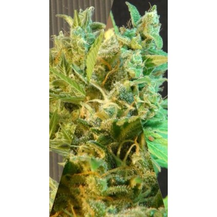 Sativa Auto Mix Kannabia Seeds 